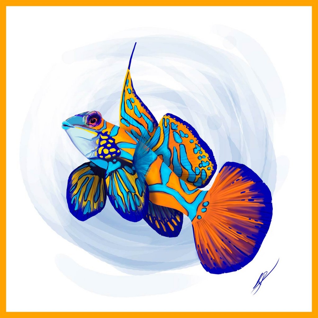 illustration de poisson-mandarin réalisée pour directpoissons.com par l\'Agence de Com\'