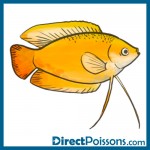 illustrations par l'agence de com - Directpoissons