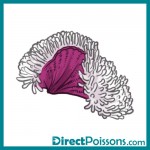 illustrations par l'agence de com - Directpoissons