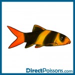 illustrations par l'agence de com - Directpoissons