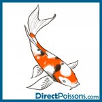 illustrations par l'agence de com - Directpoissons