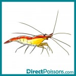 illustrations par l'agence de com - Directpoissons