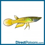 illustrations par l'agence de com - Directpoissons