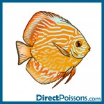 illustrations par l'agence de com - Directpoissons