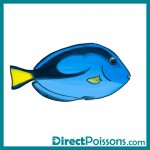 illustrations par l'agence de com - Directpoissons