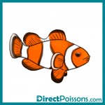 illustrations par l'agence de com - Directpoissons