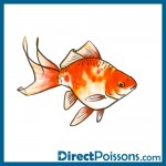 illustrations par l'agence de com - Directpoissons