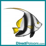 illustrations par l'agence de com - Directpoissons
